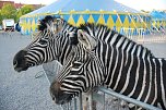 Circus Rolina gastiert in Nordhausen  (Foto: nnz-City Scout: Sven G&auml;mkow)
