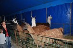 Circus Rolina gastiert in Nordhausen  (Foto: nnz-City Scout: Sven G&auml;mkow)