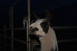 Circus Rolina gastiert in Nordhausen  (Foto: nnz-City Scout: Sven G&auml;mkow)