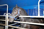 Circus Rolina gastiert in Nordhausen  (Foto: nnz-City Scout: Sven G&auml;mkow)