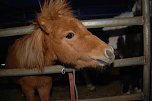 Circus Rolina gastiert in Nordhausen  (Foto: nnz-City Scout: Sven G&auml;mkow)