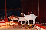 Circus Rolina gastiert in Nordhausen  (Foto: nnz-City Scout: Sven G&auml;mkow)