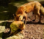 Peter Blei unterwegs in Köthen (Foto: Peter Blei) Peter Blei unterwegs in Köthen (Foto: Peter Blei)