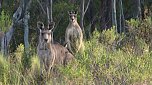 Grausame Jagd auf Kängurus (Foto: Greg Keightley) Grausame Jagd auf Kängurus (Foto: Greg Keightley)