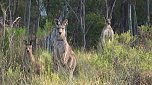 Grausame Jagd auf Kängurus (Foto: Greg Keightley) Grausame Jagd auf Kängurus (Foto: Greg Keightley)