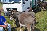 Kampf der Giganten Sundhausen (Foto: nnz-City Scout: Sven G&auml;mkow)