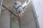 Kampf der Giganten Sundhausen (Foto: nnz-City Scout: Sven G&auml;mkow)
