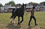 Kampf der Giganten Sundhausen (Foto: nnz-City Scout: Sven G&auml;mkow)