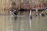 Kormorane in Nordhausen im Stadtpark (Foto: Eva Maria Wiegand) Kormorane in Nordhausen im Stadtpark (Foto: Eva Maria Wiegand)