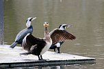 Kormorane in Nordhausen im Stadtpark (Foto: Eva Maria Wiegand) Kormorane in Nordhausen im Stadtpark (Foto: Eva Maria Wiegand)