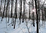 Wintergr&uuml;&szlig;e (Foto: Ch. Wiesemann)