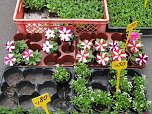 Blumen und mehr (Foto: P. Blei)