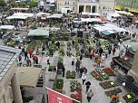 Blumen und mehr (Foto: P. Blei)