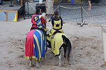 Hochprofessionelle Reitershow mit "Wenzel Ritterspiele" (Foto: Eva Maria Wiegand) Hochprofessionelle Reitershow mit "Wenzel Ritterspiele" (Foto: Eva Maria Wiegand)