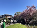 Hanami im Japanischen Garten (Foto: oas) Hanami im Japanischen Garten (Foto: oas)