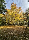 Der Herbst im Park (Foto: K.Knittel) Der Herbst im Park (Foto: K.Knittel)