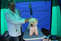 Hunde auf dem Possen Bild: Hunde auf dem Possen