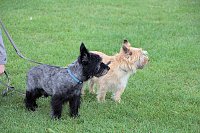 Hunde auf dem Possen Bild: Hunde auf dem Possen