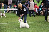 Hunde auf dem Possen Bild: Hunde auf dem Possen