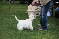 Hunde auf dem Possen Bild: Hunde auf dem Possen