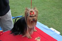Hunde auf dem Possen Bild: Hunde auf dem Possen