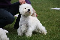 Hunde auf dem Possen Bild: Hunde auf dem Possen