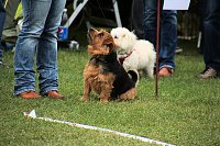 Hunde auf dem Possen Bild: Hunde auf dem Possen