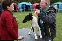 Hunde auf dem Possen Bild: Hunde auf dem Possen