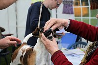 Hunde auf dem Possen Bild: Hunde auf dem Possen