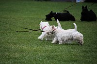 Hunde auf dem Possen Bild: Hunde auf dem Possen