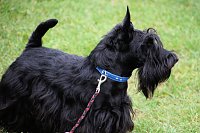 Hunde auf dem Possen Bild: Hunde auf dem Possen