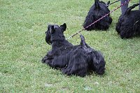 Hunde auf dem Possen Bild: Hunde auf dem Possen