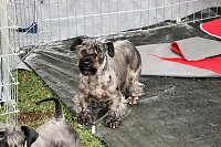 Hunde auf dem Possen Bild: Hunde auf dem Possen