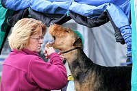 Hunde auf dem Possen Bild: Hunde auf dem Possen