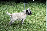 Hunde auf dem Possen Bild: Hunde auf dem Possen