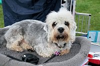 Hunde auf dem Possen Bild: Hunde auf dem Possen