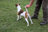 Hunde auf dem Possen Bild: Hunde auf dem Possen
