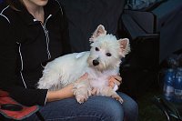 Hunde auf dem Possen Bild: Hunde auf dem Possen