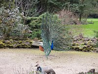 Bild: Fr&uuml;hlingserwachen in der Vogelwelt