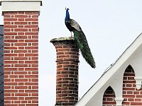 Bild: Fr&uuml;hlingserwachen in der Vogelwelt
