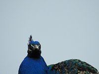 Bild: Fr&uuml;hlingserwachen in der Vogelwelt