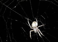 Bild: Spinnen im Mondschein am Goitzsche See