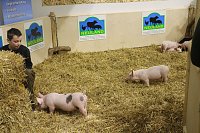 Bild: Gr&uuml;ne Woche 2017 in Berlin