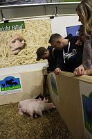 Bild: Gr&uuml;ne Woche 2017 in Berlin