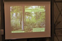 Bild: Es gibt bei uns keinen Urwald mehr!