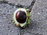 Bild: Kastanien im Stress