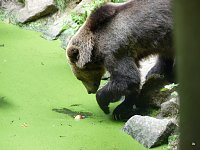 Bild: Spende f&uuml;r den B&auml;renpark
