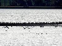Abendstimmung am Stausee Kelbra Bild: Abendstimmung am Stausee Kelbra