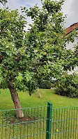 Apfelbaum in Sülzhayn Bild: Apfelbaum in Sülzhayn