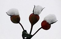 Bild: Winter unterm Kyffh&auml;user